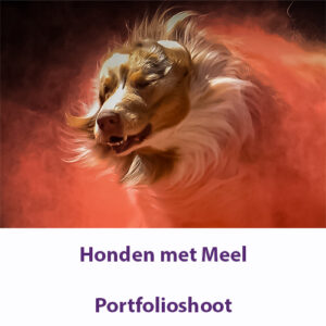 Honden met Meel 1